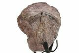 Fossil Theropod Vertebra Section w/ Metal Stand - Colorado #363575-1